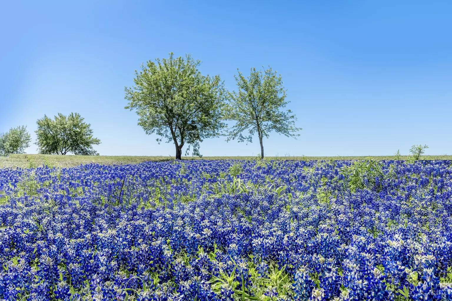 Spring Awakens America: A Season of Color, Travel, and Renewal